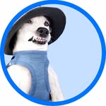 Tower & Astro profile photo