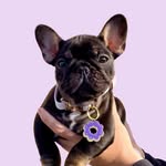 ubefrenchie profile photo
