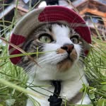 Oden Cat NYC profile photo
