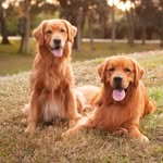 Bowen & Max- Golden Retrievers✨ profile photo