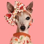 Chelsea Chic Senior Italian Greyhound profile photo