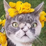 Willow the Beautiful Cat profile photo