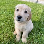 Charlie The Retriever🐶 profile photo