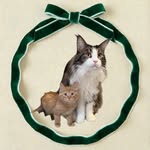 The Amber and Elio show profile photo