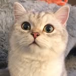 Ollie the Cat profile photo