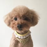 백지현 profile photo