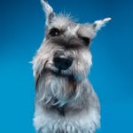 Muffin, Miniature Schnauzer profile photo