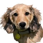 Claire 👩🏼‍⚕️ Daisy & Willow 🐶 profile photo