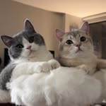 Prince Louie (🦁) & Todd (🐼) profile photo
