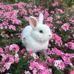 Mochi profile photo