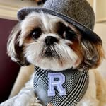 Roku the Shih Tzu profile photo