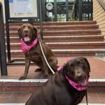 Sweet like Maple and Honey profile photo
