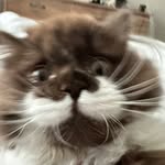 Alfred (Alfie) profile photo