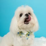 Maltese Chico profile photo