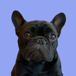 Oatie Meal profile photo