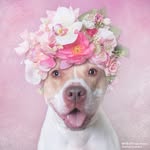 Sophie Gamand profile photo