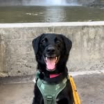 Maya 🐾 Reactive Dogs Are Good Dogs Too 🫶 profile photo