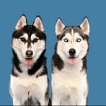 The Husky Moon profile photo