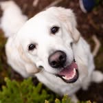 Hunderbara Sverige profile photo