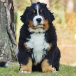 Bentley Boo Bear 🐻 profile photo