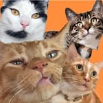 Stevie, Mac, Vinny, and Lana profile photo