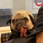 Princess Inga the Pug profile photo