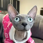 Fendi the Sphynx 😻 profile photo