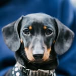 Bun profile photo