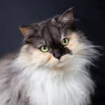 Pumpkin the Ragamuffin Adventure Cat 🐈 profile photo