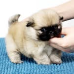 Mister Munchkin • NYC profile photo