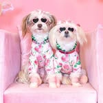 🩷 Emi & JoJo 💜 profile photo