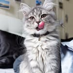 Sprinkle the Siberian 🎀 profile photo