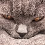 Benedict the British Shorthair profile photo