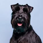 Kenji Joy profile photo