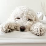 Lilo the Goldendoodle profile photo