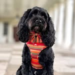 🐾Patu The Cockapoo🐾 profile photo