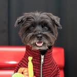 Bacon 🥓 profile photo