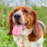 Elmer the Basset Hound profile photo