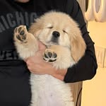 auggie the golden pup 🐾✨ profile photo