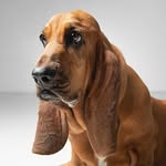 poppy the big red basset hound profile photo