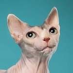 𝖂𝖊𝖉𝖓𝖊𝖘𝖉𝖆𝖞 🌸 profile photo