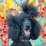 Dazu Poodle profile photo