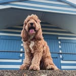 Hari the cockapoo profile photo