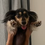 Mignon the mini dachshund puppy 🐶 profile photo