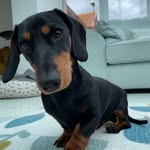Hugo Little Legs ♥️ profile photo