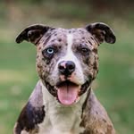 Margot The Rescue profile photo