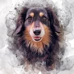 Winston the mini Dachshund profile photo