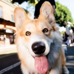 apollothecorgimute profile photo
