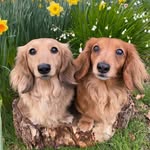 Lottie and Poppy profile photo
