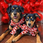 Zayla & Zachi profile photo